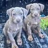 XL Bully Puppies