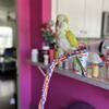 Quaker Parrot