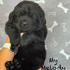 AKC Newfoundland puppies