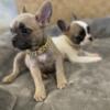 AFFORDABLE ReHome A French Bulldog Puppy