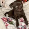 Female Chihuahua puppy