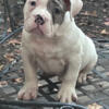 male bully pup available