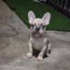 Lilac fawn merle Male French bulldog trade