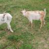 Alpine goats and a pygmy