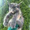 Tica registered Blue Tortie kitty  