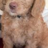 Male Golden Doodle Puppy looking for his forever family