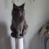 Blue female Maine Coon looking for Stud service