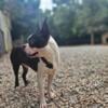 CKC Boston Terrier Male STUD ONLY