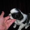 Beautiful Tiny CKC Japanese Chin Puppies