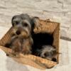 AKC Registered Yorkshire Terriers Males & Females