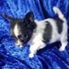 AKC Papillon puppies ready for home next week - nationwide shipping available