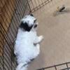 Shihpoo (Shihtzu/Poodle cross) female puppy