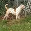 3 year old female American Bulldog