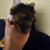 Yorkshire terrier Female  11wks