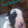 Great Dane puppies 3 males & 2 females