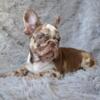 Blue Fluffy , Merle and Standards French Bulldog puppies, Financing available