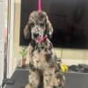 AKC Standard Poodle - Sale or Trade