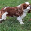 AKC reg. Cavaliers, Ready to go March 29th