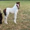 Miniature Horse Colt with Blue eyes!