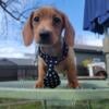 CKC Miniature Dachshund Male