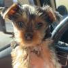 Yorki puppies for sale