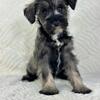 AKC Mini Schnauzer Puppies