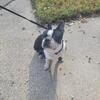 Male Boston Terrier 