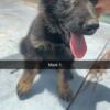 Purebred Gsd Puppies for sale