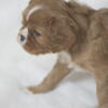 Cavalier King Charles Spaniel Puppies - NC