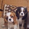 Cavalier king charles