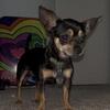 Maui -CKC Chihuahua Stud!!!