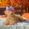 Miniature Goldendoodle Puppies Males & Females Ready for their forever homes