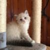 Hypoallergenic Siberian kitten