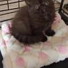 Tica exotic shorthair kittens