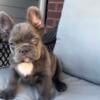 Male Lilac fluffy French bulldog