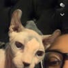 TWO FEMALE SPHYNX CATS REHOMING ASAP