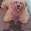 Akc lhasa apso for sale