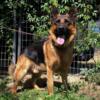 German Shepherd Adult Male