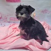 Miniature Schnauzer , AKC Registered puppy, ,puppy, for sale, puppy for sale for sale in md, mini,