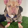 French Bulldog Male New shade rojo fawn (sold)