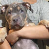POCKET AMERICAN BULLY PUP SPECIAL