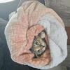 Female Baby tabby 7-13 weeks