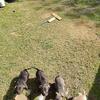American micro bully’s