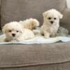 Maltese puppies ! 800.00 up to date on shots !