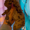 Akc French bulldog 