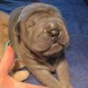 Shar~Pei pup