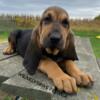 Black and Tan Bloodhound puppies