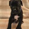 ICCF registered Cane Corso