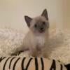 FEMALE BLUE POINT SIAMESE KITTY