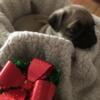 2- 7week old Male Pug Puppies